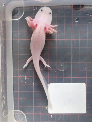 Axolotl Wildlinge Weißlinge Halekin Bild 4