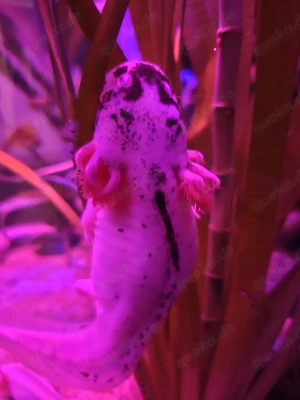 Axolotl Wildlinge Weißlinge Halekin
