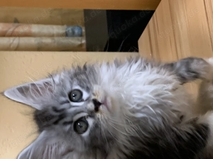 Maine Coon Babys suchen ein neues Huhause