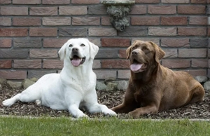 Wurfankündigung Labradore