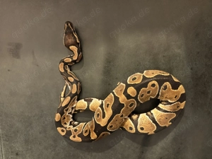 Königspython aus eigener Zucht, Jungtier, Python regius, Ballpython Bild 3