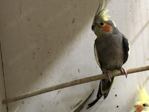 Nymphensittich Henne