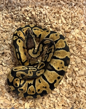 Königspython aus eigener Zucht, Jungtier, Python regius, Ballpython Bild 10