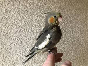 Nymphensittich-Baby HAHN