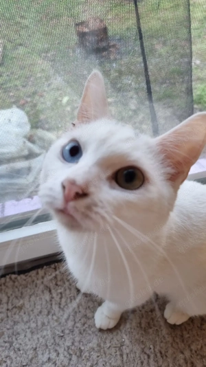 Katzen suchen Dosenöffner 