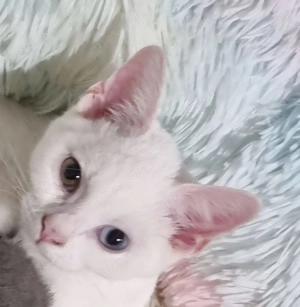 Türkisch van Mischling