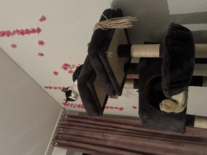 Kater zu verkaufen   5 Monate alt