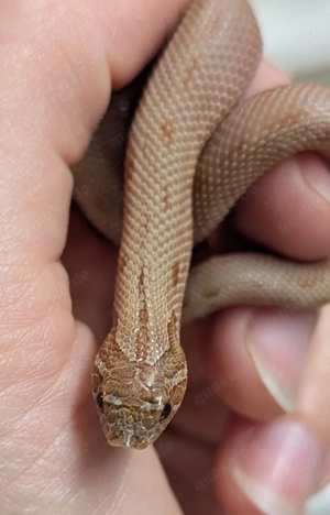 1.1 Mai Tai Conda Heterodon nasicus Hakennasennatter 