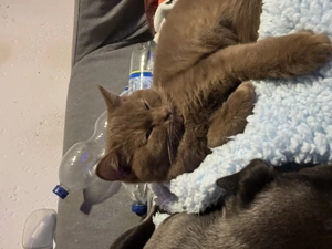 Süße Bkh Schokonase