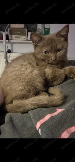 Süße BKH Schokomaus