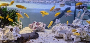 Malawi Buntbarsche abzugeben  Bild 3