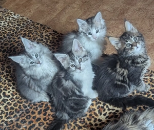 Maine Coon Babys ,reinrassig mit Stammbaum 