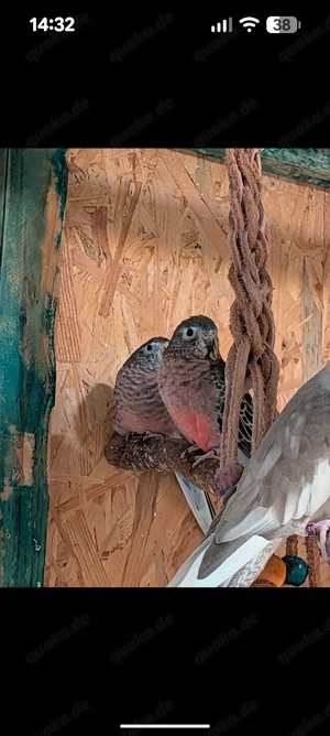 5 Bourkesittiche suchen ein neues Zuhause 