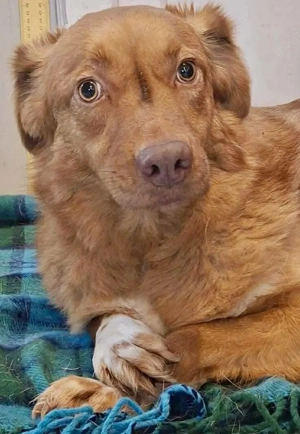 Schönheit Lezia sucht ihre Menschen