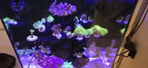 ablegerbecken komplett 41 l + Zubehör für den Start 