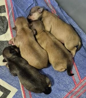 Chihuahua Babys 