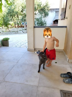 Suche junge Katzen Kätzinnen Kitten adoptieren