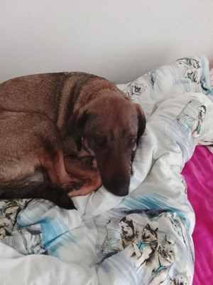 Hallo ich mus meine hundin verkaufen dringend 