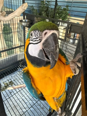 Gelbbrust Ara, 2 1 2 Jahre alt, weiblich abzugeben