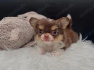 Chihuahua Welpen mit Ahnentafel