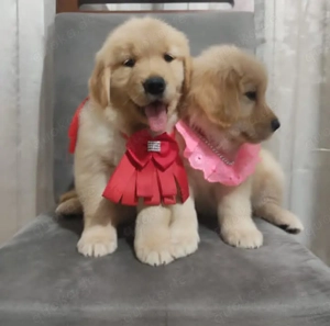 Bildschöne Golden Retriever Welpen