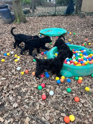 Grosspudel Border Collie Rüde Bild 3
