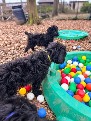 Grosspudel Border Collie Rüde Bild 2