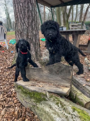 Grosspudel Border Collie Rüde Bild 6