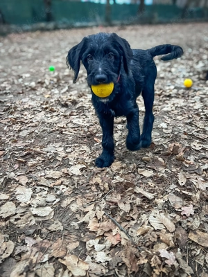Grosspudel Border Collie Rüde Bild 4