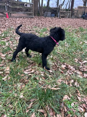 Grosspudel Border Collie Rüde Bild 7