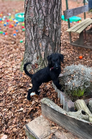 Grosspudel Border Collie Rüde Bild 8