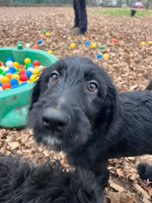 Grosspudel Border Collie Rüde Bild 10