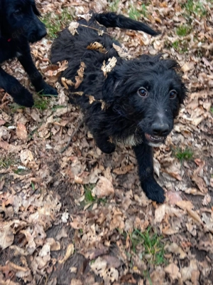 Grosspudel Border Collie Rüde Bild 9