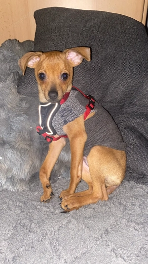 zwergrehpinscher