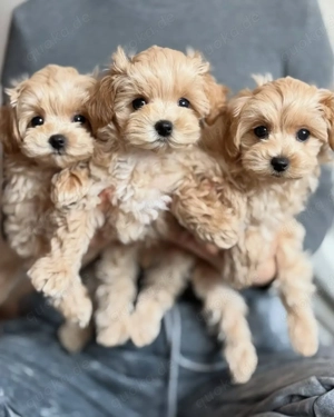 Wunderschöne Maltipoo-Welpen zur Adoption.