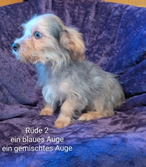 Yorkipoo Yorkshire Pudel welpen Yorki