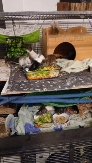 Zwergfarbrattenbabys aus liebevollen Händen abzugeben m w Bild 6