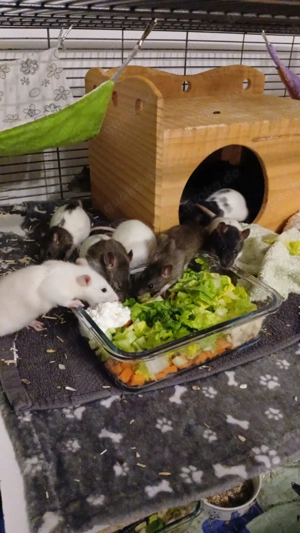 Zwergfarbrattenbabys aus liebevollen Händen abzugeben m w Bild 7