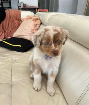 Wir haben wunderschöne australische Welpen zur Adoption.  Translate