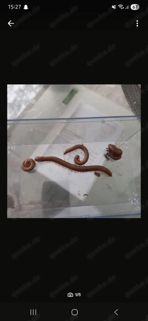 Tausendfüßler   Terrarium 