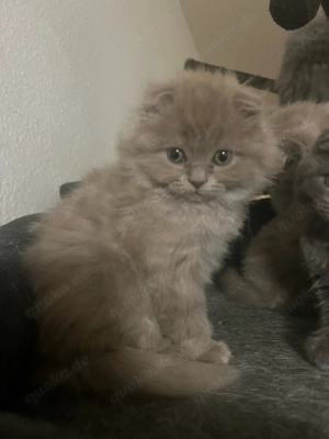 Wunderschöne BKH Kitten 