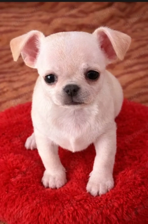 Süße Chihuahua welpen mit Ahnentafel suchen ihr neues Zuhause