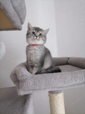 5 BKH Kitten (mit Stammbaum)