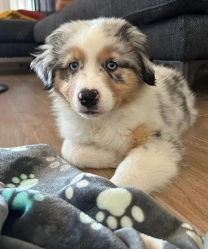 Wunderschöne australische Welpen suchen ein neues Zuhause  Translate