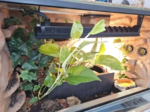 Skorpione mit Terrarium 