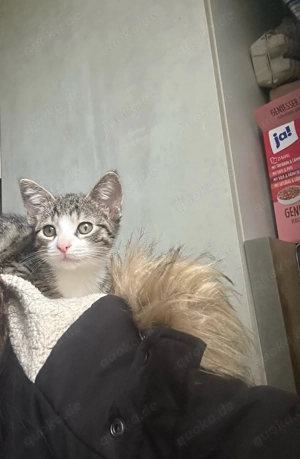 Mischling bengalische Katzen, Baby