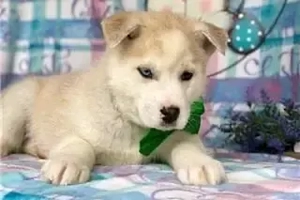 Wir haben wunderschöne Siberian Husky Welpen     