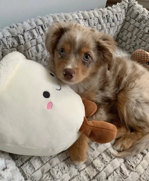  Wunderschöner australischer Welpe sucht ein neues Zuhause