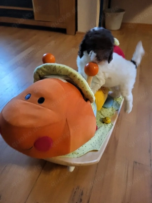 Kleinpudel u. kleine Mittelpudel 