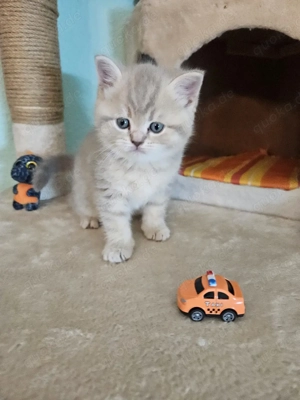 Verkaufe unserer süße kitten 